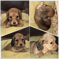 Lucy Lulu, a female Miniature Dachshund for sale in Mendenhall, MS – Photo 3 of 3