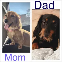 Lucy Lulu, a female Miniature Dachshund for sale in Mendenhall, MS – Photo 2 of 3