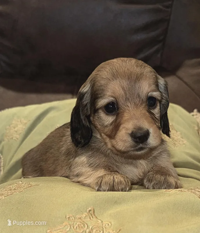 Lucy Lulu – Miniature Dachshund puppy for sale in Mendenhall, MS