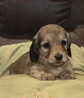 Lucy Lulu, a female Miniature Dachshund for sale in Mendenhall, MS – Photo 1 of 3