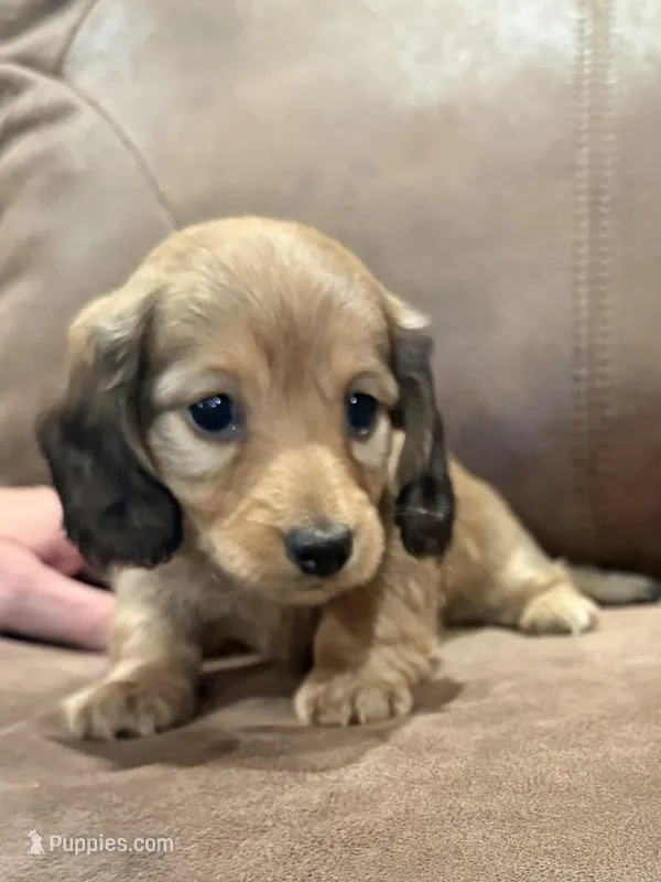 Lucy Lulu – Miniature Dachshund puppy for sale in Mendenhall, MS