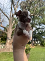 Mini Boy , a male Chihuahua for sale in Beltsville, MD – 2 of 6