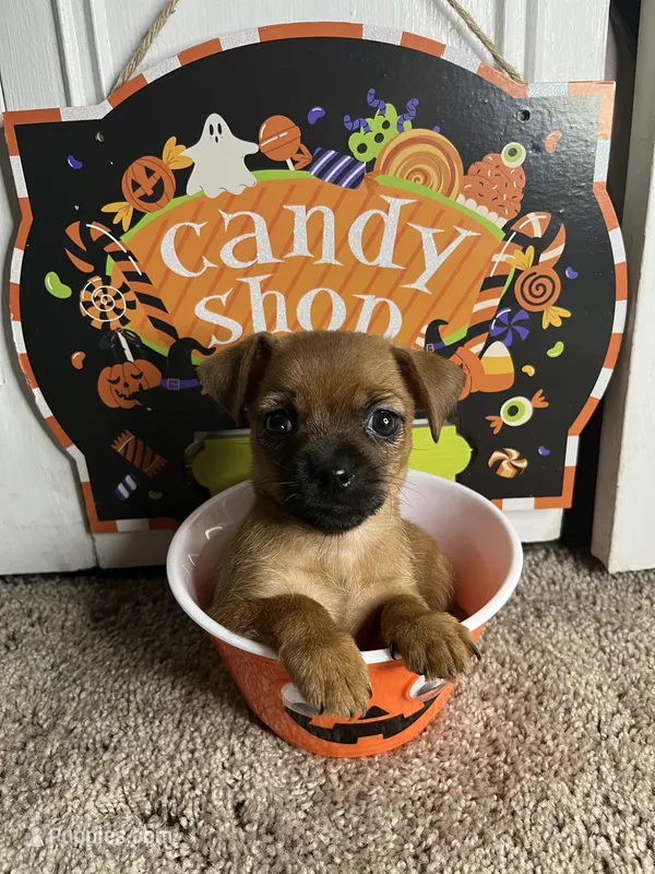 💙MiniChihuahua💙 – Chihuahua puppy for sale in Beltsville, MD