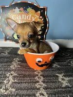 🧡MiniChihuahua 🧡, a female Chihuahua for sale in Beltsville, MD – 2 of 5