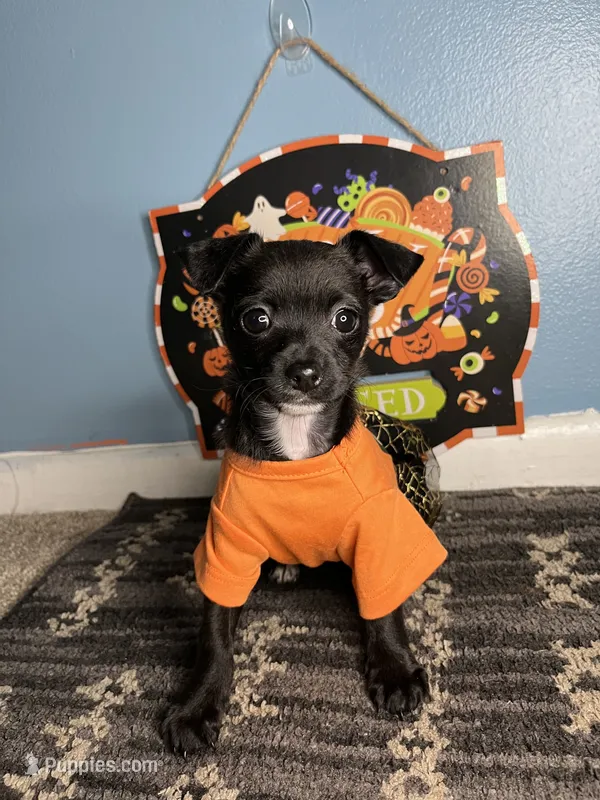 💞Chihuahua💞  – Chihuahua puppy for sale in Beltsville, MD