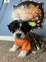✨Luna ✨, a female Maltese and Shih Tzu for sale in Beltsville, MD – 1 of 7