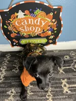 💞Chihuahua💞 , a female Chihuahua for sale in Beltsville, MD – 2 of 5