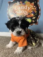 ✨Luna ✨, a female Maltese and Shih Tzu for sale in Beltsville, MD – 6 of 7