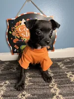 💞Chihuahua💞 , a female Chihuahua for sale in Beltsville, MD – 3 of 5