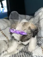 ✨💜 Shih Tzu 💜✨, a female Shih Tzu for sale in Beltsville, MD – 5 of 7