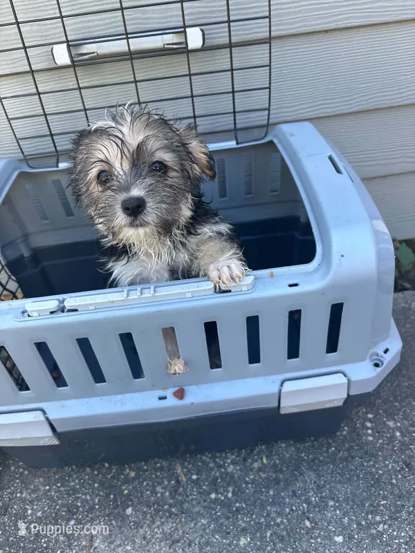 💖YorkiePoo💖 – Yorkipoo puppy for sale in Beltsville, MD
