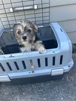 💖YorkiePoo💖, a female Yorkipoo for sale in Beltsville, MD – 1 of 1