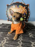 🧡MiniChihuahua 🧡, a female Chihuahua for sale in Beltsville, MD – 3 of 5