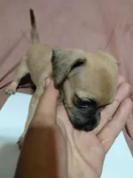 💖 Chihuahua 💖, a female Chihuahua for sale in Beltsville, MD – 2 of 3
