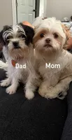 ✨💜 Shih Tzu 💜✨, a female Shih Tzu for sale in Beltsville, MD – 6 of 7