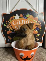 💙MiniChihuahua💙, a male Chihuahua for sale in Beltsville, MD – 2 of 5