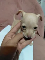 💙Chihuahua💙, a male Chihuahua for sale in Beltsville, MD – 3 of 4