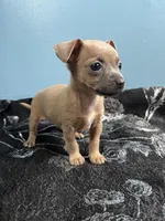 💖MiniChihuahua💖, a female Chihuahua for sale in Beltsville, MD – 2 of 5