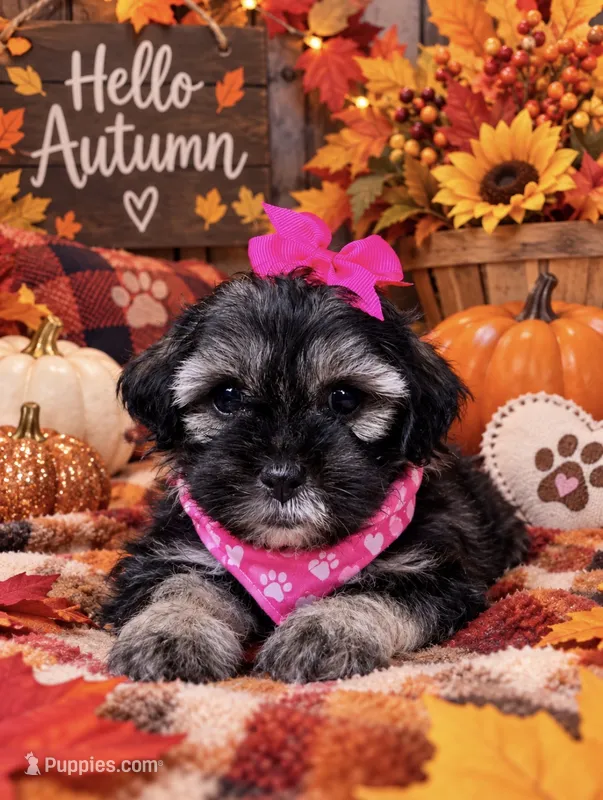 🩷MiniMaltipoo🩷 – Maltipoo puppy for sale in Beltsville, MD