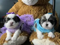 ✨💜 Shih Tzu 💜✨, a female Shih Tzu for sale in Beltsville, MD – 2 of 7