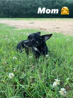💖MiniChihuahua💖, a female Chihuahua for sale in Beltsville, MD – 4 of 5