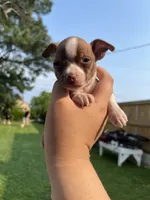 Mini Boy , a male Chihuahua for sale in Beltsville, MD – 4 of 6