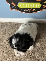 💙Oreo💙, a male Maltese and Shih Tzu for sale in Beltsville, MD – 5 of 5