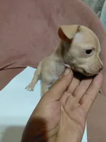 💙Chihuahua💙, a male Chihuahua for sale in Beltsville, MD – 2 of 4