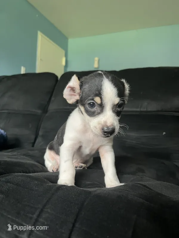 Oreo  – Chihuahua puppy for sale in Beltsville, MD