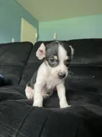 Oreo , a male Chihuahua for sale in Beltsville, MD – 1 of 4