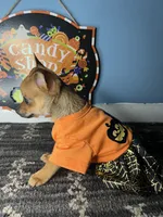 🧡MiniChihuahua 🧡, a female Chihuahua for sale in Beltsville, MD – 4 of 5