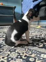 Oreo , a male Chihuahua for sale in Beltsville, MD – 3 of 4