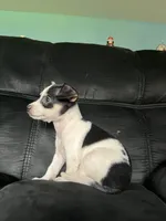 Oreo , a male Chihuahua for sale in Beltsville, MD – 4 of 4