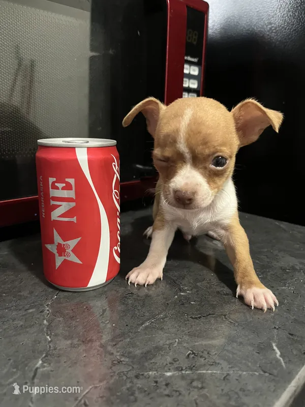 Mini chihuahua pocket-sized 💙 – Chihuahua puppy for sale in Beltsville, MD