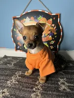 🧡MiniChihuahua 🧡, a female Chihuahua for sale in Beltsville, MD – 1 of 5