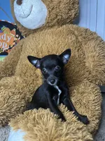 🖤MiniChihuahua 🖤, a female Chihuahua for sale in Beltsville, MD – 2 of 4