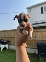 Mini Boy , a male Chihuahua for sale in Beltsville, MD – 3 of 6