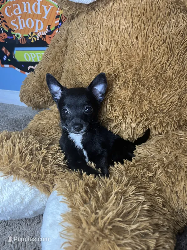 🖤MiniChihuahua 🖤 – Chihuahua puppy for sale in Beltsville, MD