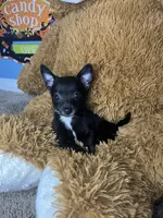 🖤MiniChihuahua 🖤, a female Chihuahua for sale in Beltsville, MD – 1 of 4