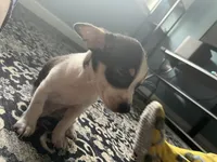 Oreo , a male Chihuahua for sale in Beltsville, MD – 2 of 4