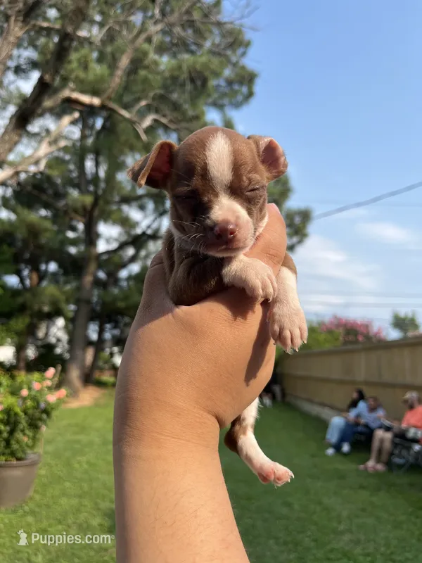 Mini Boy  – Chihuahua puppy for sale in Beltsville, MD