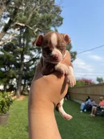 Mini Boy , a male Chihuahua for sale in Beltsville, MD – 1 of 6
