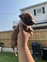 Mini Boy , a male Chihuahua for sale in Beltsville, MD – 6 of 6