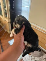 🐶YorkiePoo🐶, a male Yorkipoo for sale in Beltsville, MD – 2 of 2