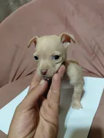💙Chihuahua💙, a male Chihuahua for sale in Beltsville, MD – 1 of 4