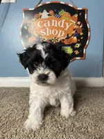 💙Oreo💙, a male Maltese and Shih Tzu for sale in Beltsville, MD – 4 of 5