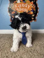 💙Oreo💙, a male Maltese and Shih Tzu for sale in Beltsville, MD – 1 of 5