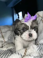 ✨💜 Shih Tzu 💜✨, a female Shih Tzu for sale in Beltsville, MD – 3 of 7