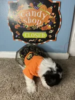 ✨Luna ✨, a female Maltese and Shih Tzu for sale in Beltsville, MD – 2 of 7