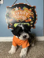 ✨Luna ✨, a female Maltese and Shih Tzu for sale in Beltsville, MD – 5 of 7